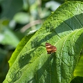 RIODINIDAE, Emesis cypria paphia